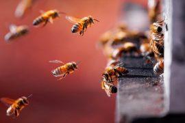 2026/05/radar_insects_wingbeats_1m.jpg