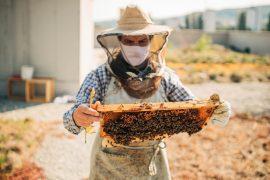 2026/05/city-beekeeping.jpg