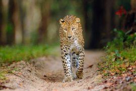 2026/05/International-Leopard-Day.jpg