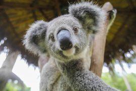 2026/05/Wild-Koala-Day.jpg