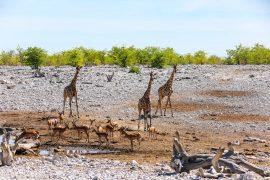 Giraffe,And,Springbok,At,Small,Waterhole,In,Etosha,National,Park