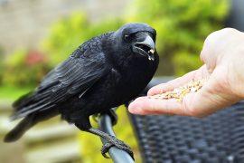 Raven,Feeding,A,Close-up,Photo,Of,A,Raven,Perched,On