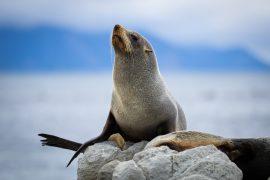 2026/05/Fur-seal-recovery.jpg