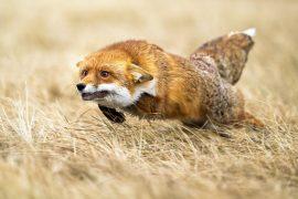 2026/05/predator-prey-reaction-time.jpg