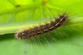 2026/05/Oak-trees-caterpillars-.jpg