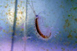2026/05/marine-amphipod-species-records-italy.jpg