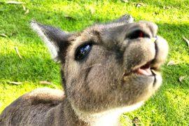 2026/05/kangaroo-teeth_evolution_1m.jpg
