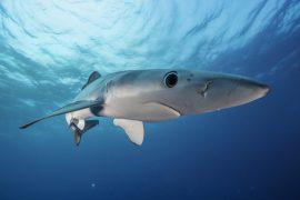 2026/05/sharks-ocean-sensors.jpg