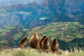 2026/05/Baboon-social-lives.jpg