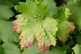 2026/05/Plant-immune-system.jpg