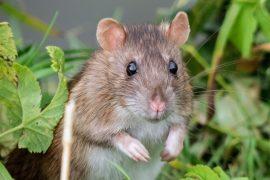 2026/05/deadly-rodent-borne-viruses.jpg