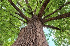2026/05/oak-diversity-Mexico-mountains.jpg