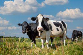 Black,And,White,Dairy,Cow,Herd,In,The,Middle,Of