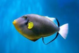 2026/05/Fish-brain-diversity.jpg