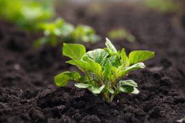 2026/05/potato-farming-human-DNA.jpg