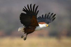 2026/05/bird-wing-evolution.jpg