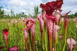 2026/05/pitcher-plants-feed-insects.jpg