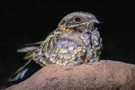 2026/05/red-necked-nightjar-moonlight.jpg