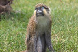 2026/05/wild-meat-consumption-Central-Africa.jpg