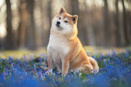 2026/05/Dog-brain-shrinkage.jpg