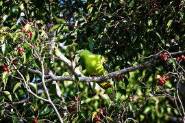 2026/05/Timor-Green-Pigeon_James-Eaton_1m.jpg