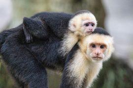 2026/05/monkey-group-behavior-climate.jpg