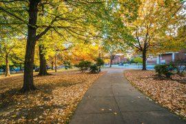 2026/05/trees-help-cool-cities.jpg