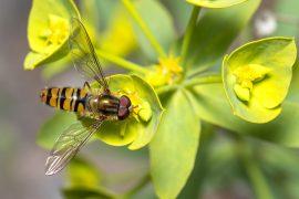 2026/05/Pollinator-decline-human-health.jpg