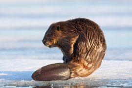 2026/05/Beavers-warmer-winters.jpg