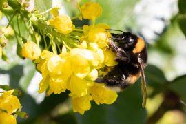 2026/05/bumble-bees-extreme-heat.jpg