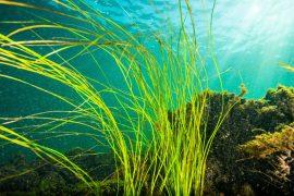2026/05/seagrass-marine-heatwaves.jpg