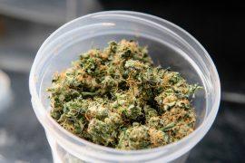 2026/05/Cannabis-microdosing.jpg