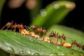 2026/05/ants-soil-carbon-climate-change.jpg