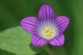 2026/05/Plant-survival-climate-change.jpg