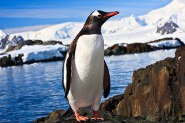 2026/05/gentoo-penguin-species.jpg