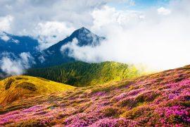 2026/05/plant-movement-climate-change.jpg