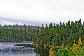 2026/05/northern-forests-may-warm-earth.jpg