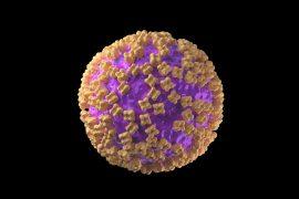 2026/05/hantavirus-outbreak-cruise-ship-.jpg
