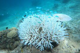 2026/05/Ocean-warming-studies.jpg