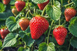 2026/05/Strawberry-gene.jpg
