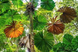 2026/05/plants-survived-dinosaur-extinction.jpg