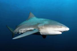 2026/05/Lasers-shark-age2.jpg