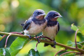 2026/05/Baby-birds-heat.jpg