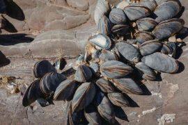 2026/05/paralyzing-toxin-california-shellfish.jpg