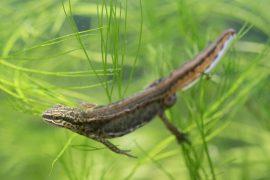 2026/05/newt-metamorphosis-climate-change.jpg