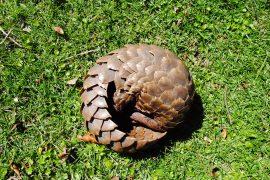 Pangolin,Curled,Up,In,Ball,On,Green,Grass.,Endangered,African
