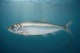 2026/05/Baltic-herring-genetic-changes.jpg