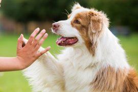 2026/05/Dog-training-methods.jpg