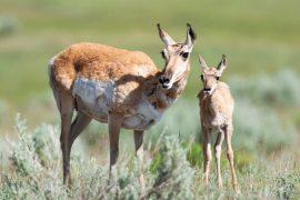 2026/05/Childbirth-mammals.jpg