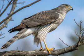 2026/05/Forest-birds-predator-response.jpg